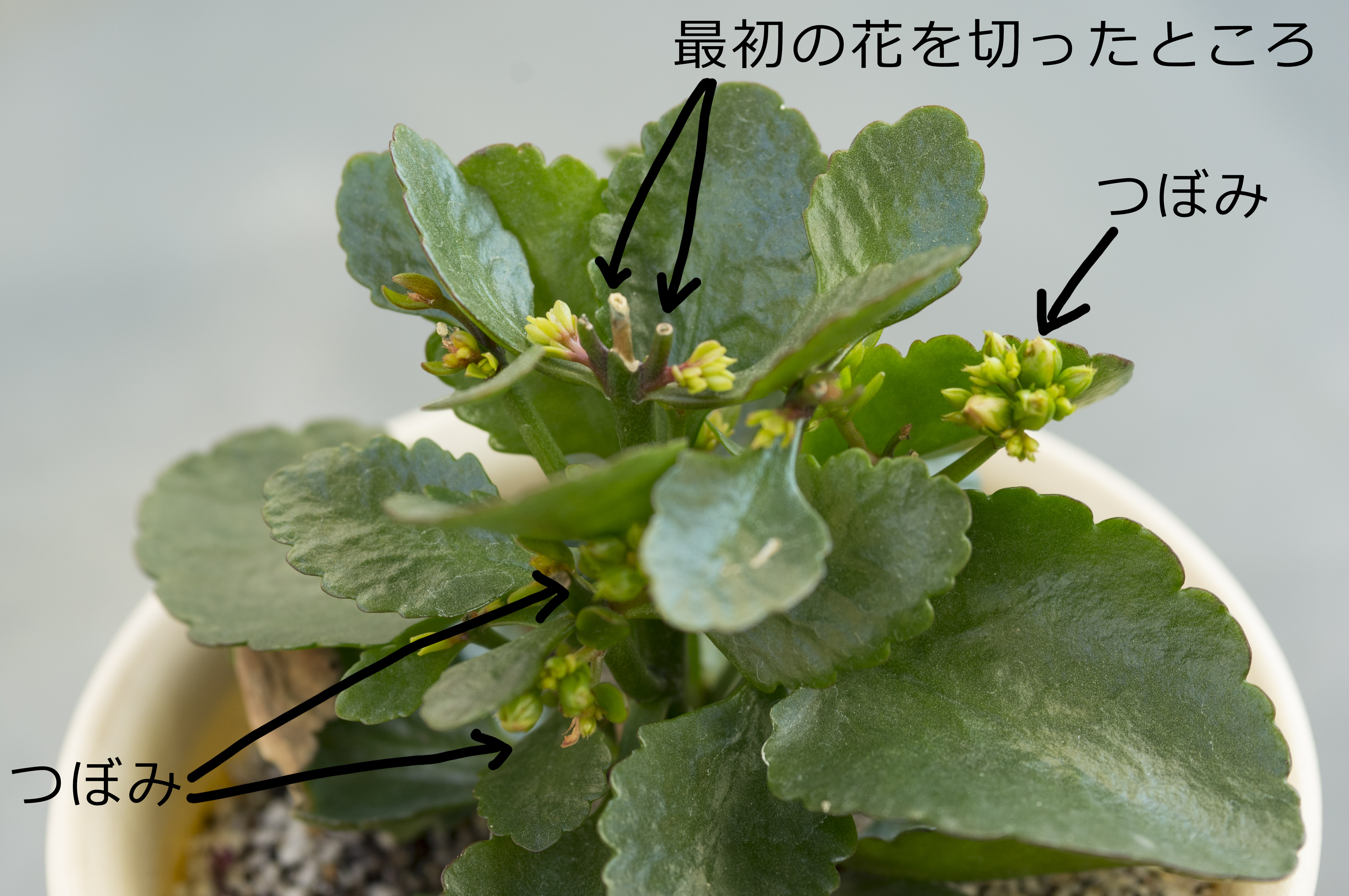 カランコエ 花芽付き カランコエの花芽ができた。 | 366hana